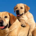 Dogs-Playing, puppy, puppy visit, puppy training newcastle