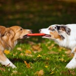 two dogs playing with a toy together, Pet minding, Dog minding, House sitting, dog training.