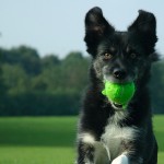 Synthetic-pet-turf-provides-a-safer-surface-for-playing-fetch.