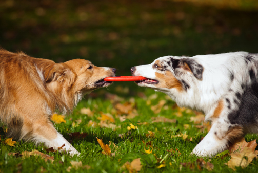 two dogs playing with a toy together