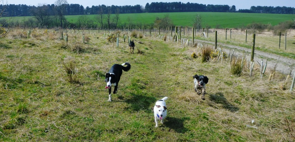 Group Dog Walk